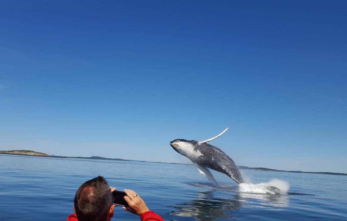 Halifax Whale Watching Canada First Class Holidays